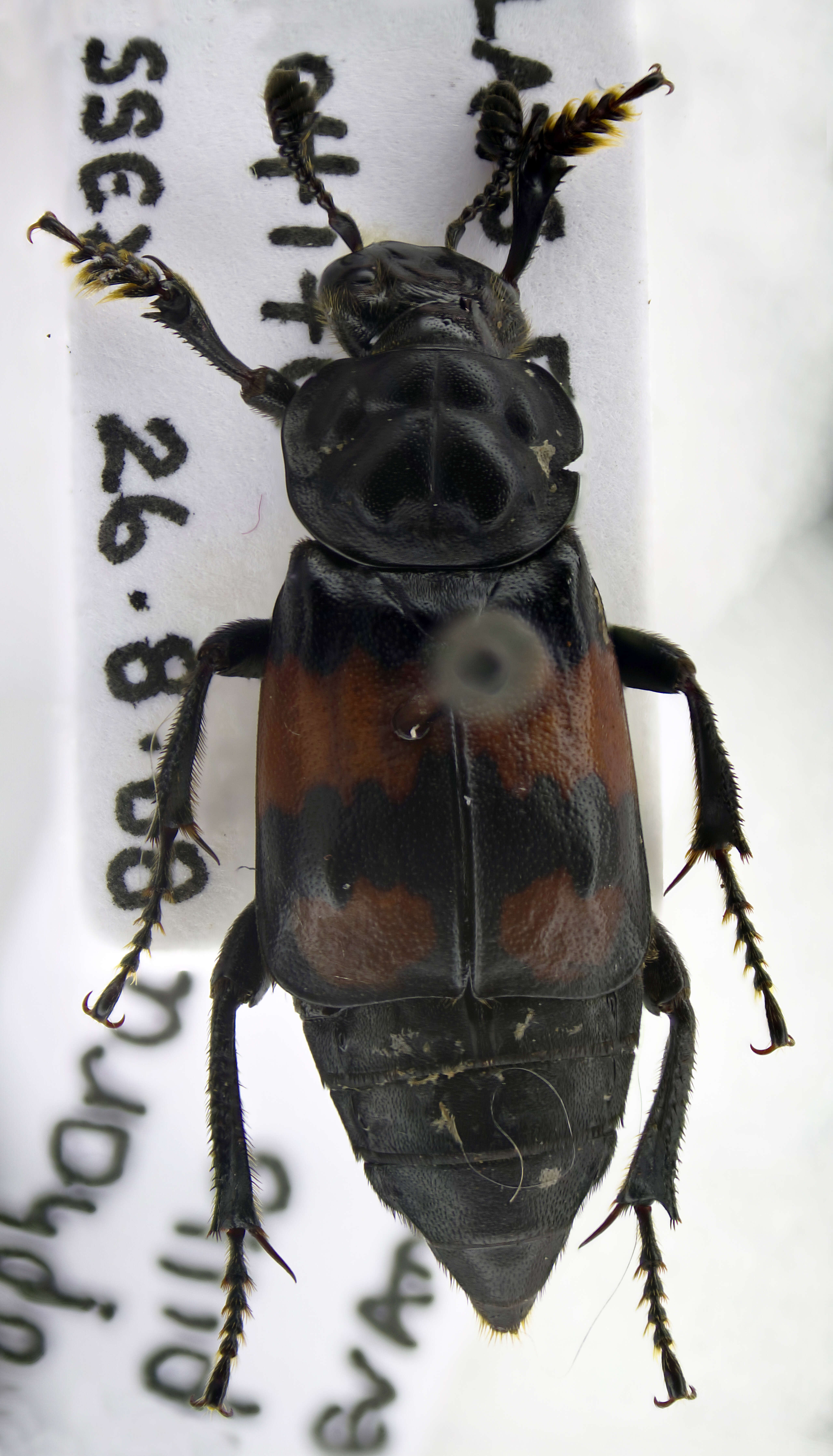 Image of Sexton Beetles