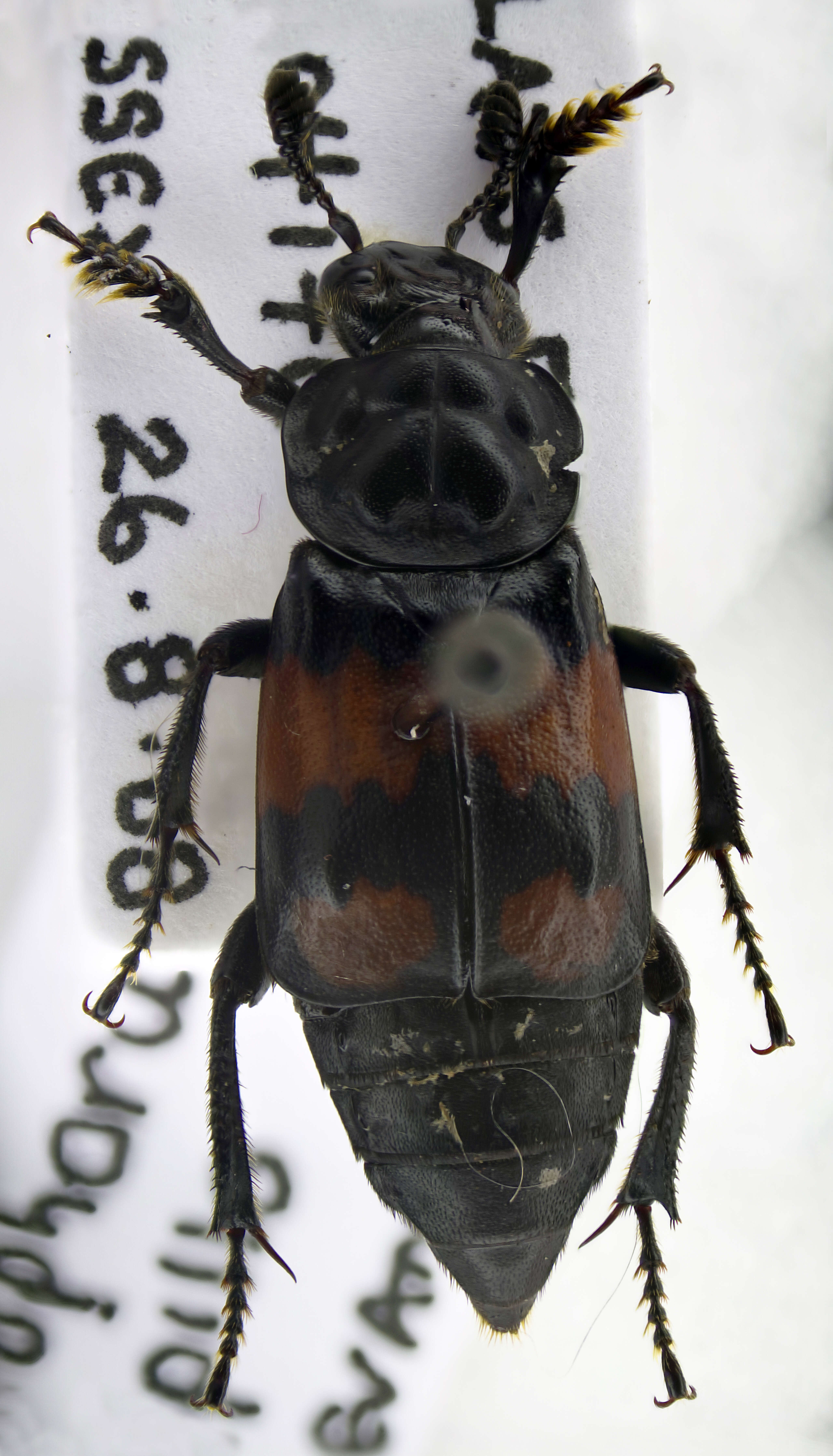 Image of Burying beetle