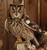 Image of Long-eared Owl