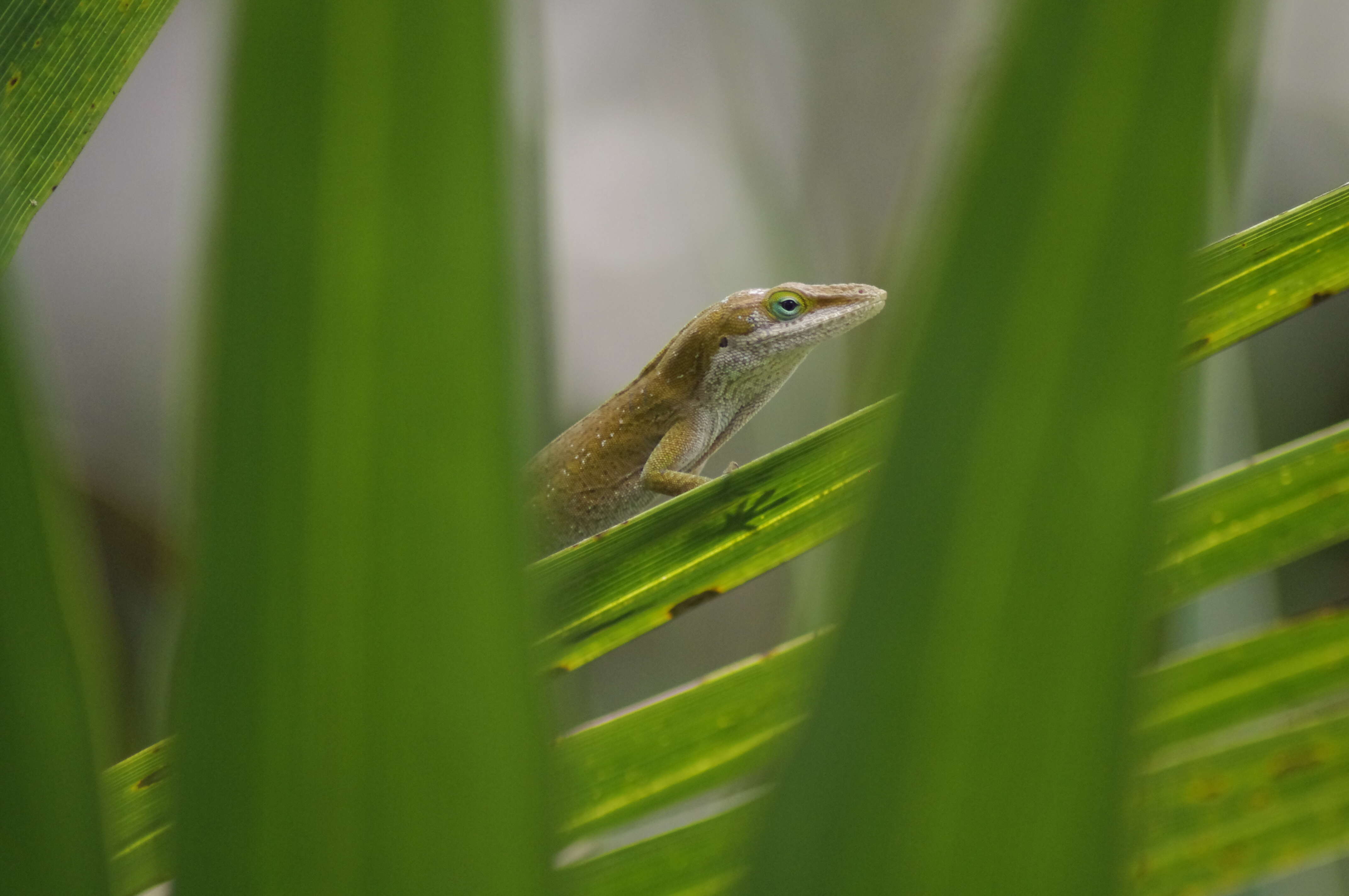 Image of Dactyloidae