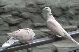 Image of African Collared Dove