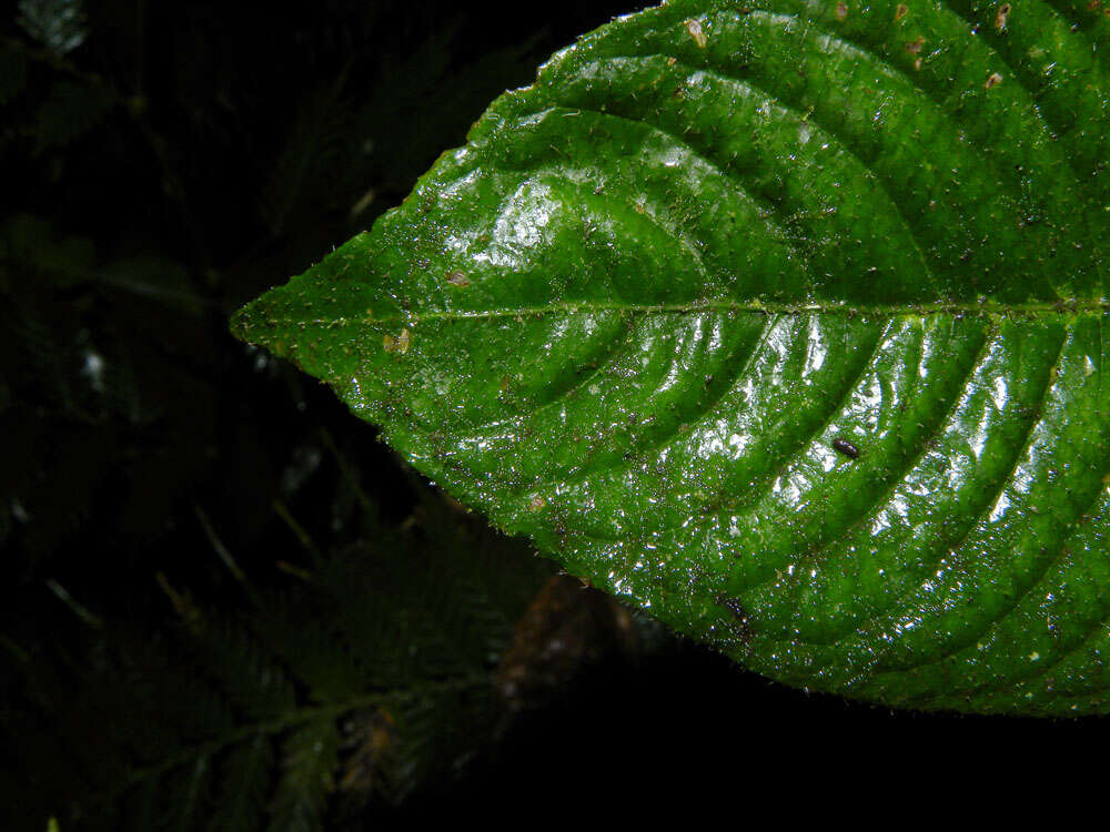 Image of Psychotria acicularis C. M. Taylor