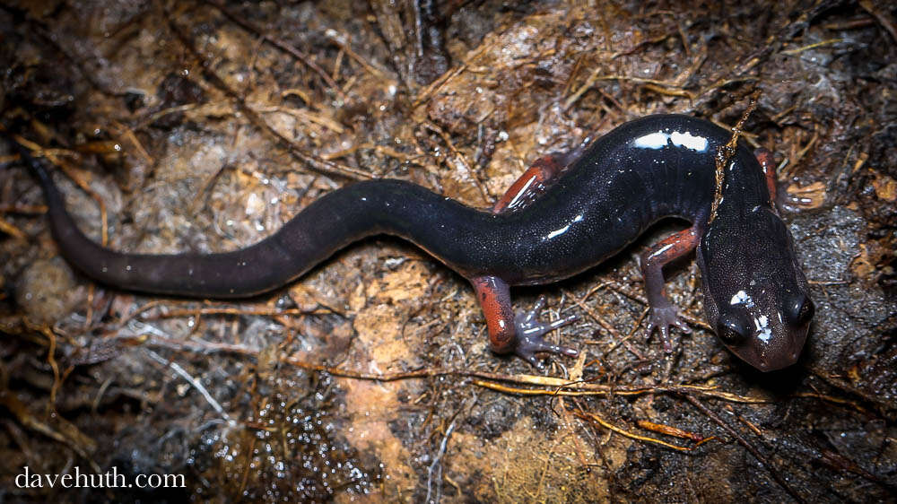 Image of Woodland salamander