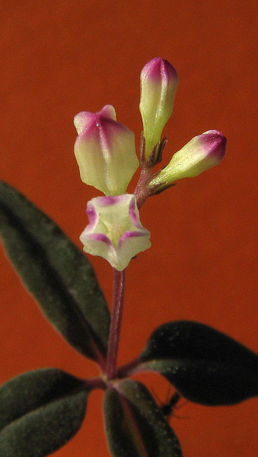 Plancia ëd Spigelia genuflexa Popovkin & Struwe