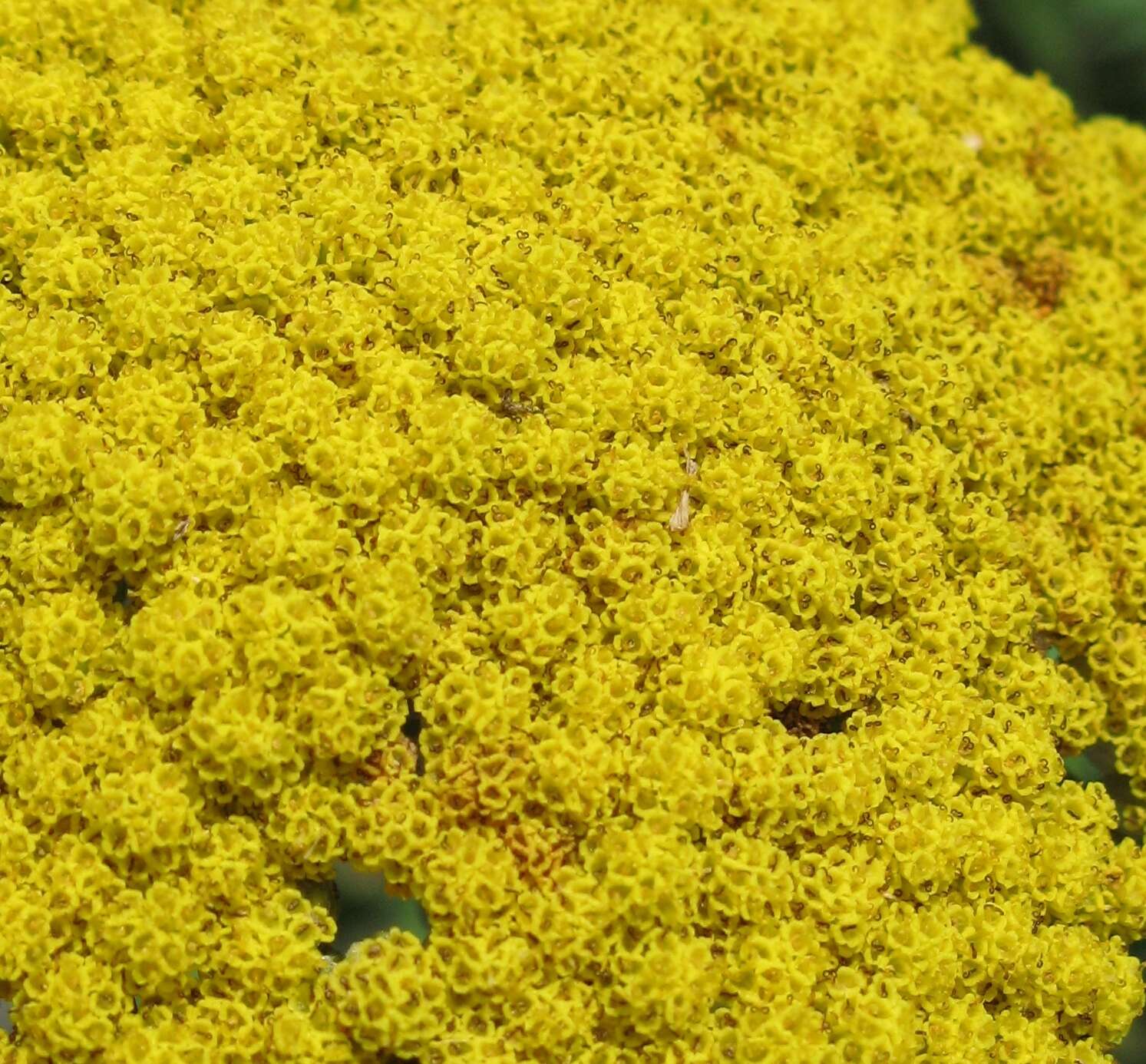 Imagem de Achillea filipendulina Lam.