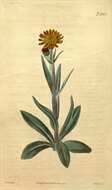 Image of Tephroseris integrifolia subsp. aurantiaca (Hoppe ex Willd.) B. Nord.