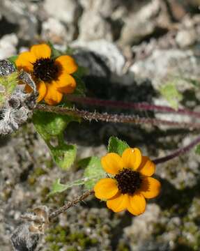 Image of creeping zinnia