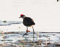 Image of jacanas