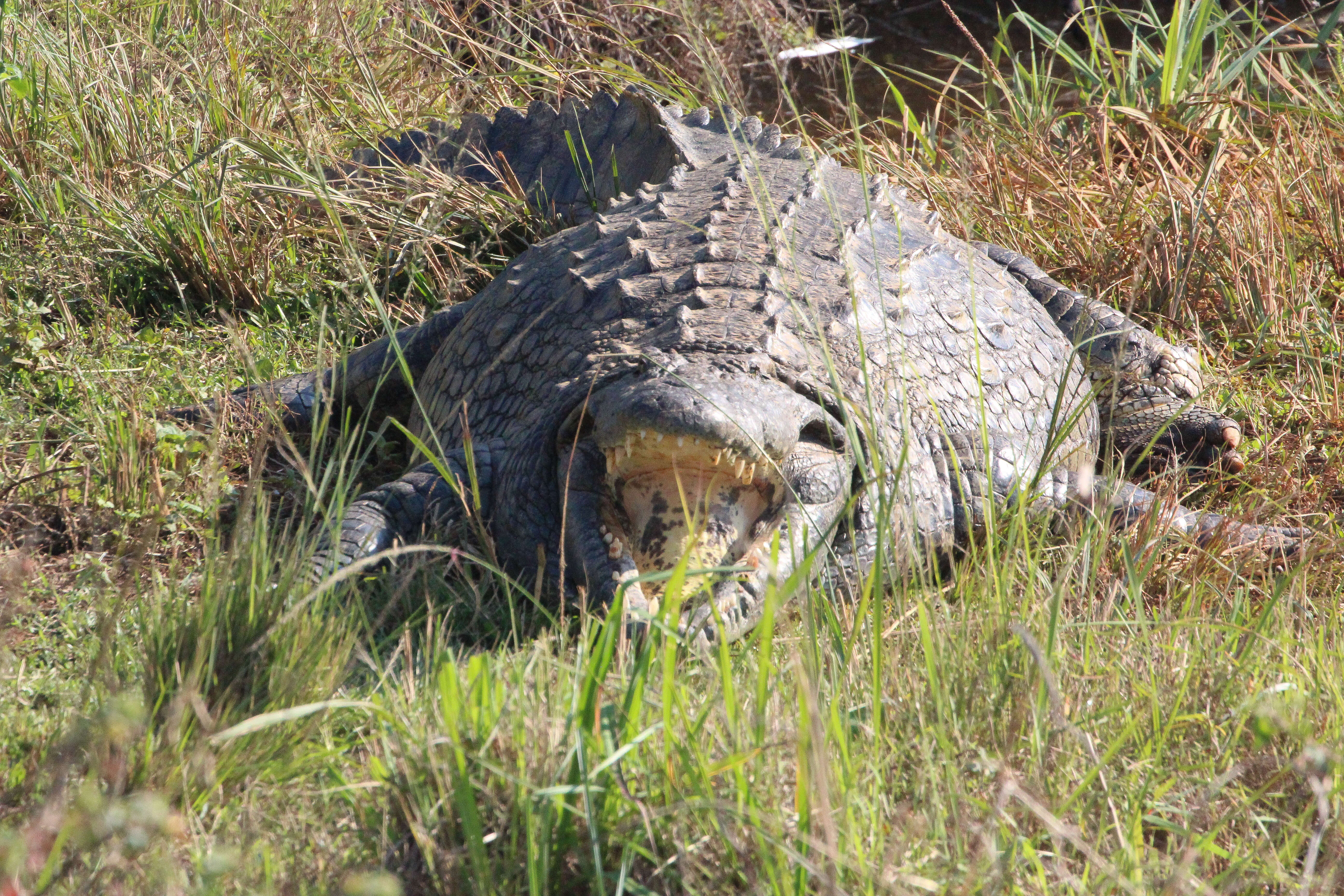 Image of crocodiles