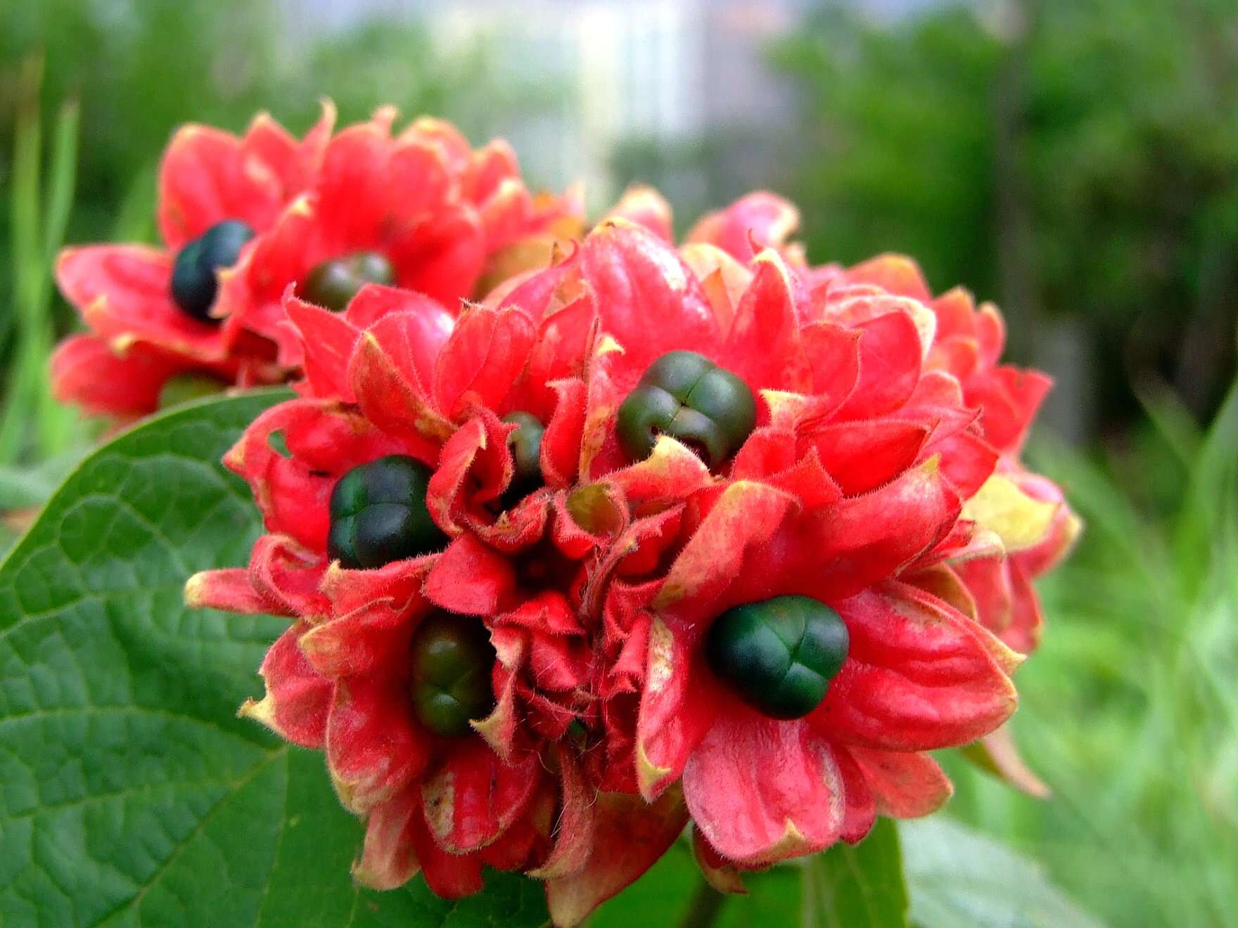 Clerodendrum chinense (Osbeck) Mabb. resmi