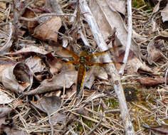 Image of Four-spotted Chaser