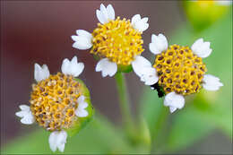 Image of Smooth peruvian daisy