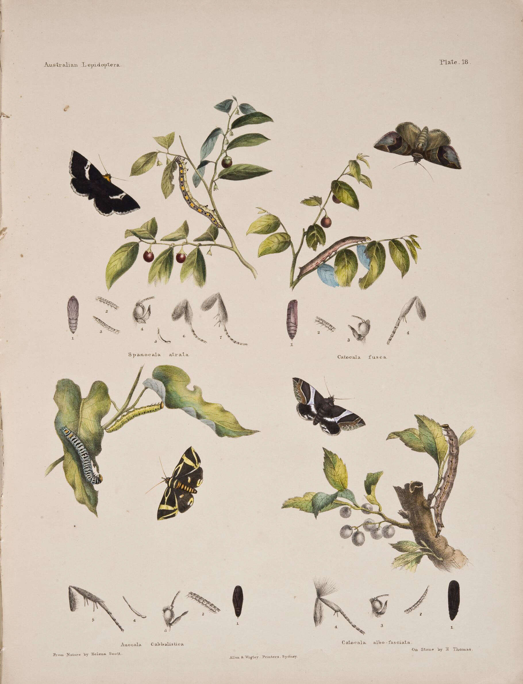 Image de Dysgonia Hübner 1823