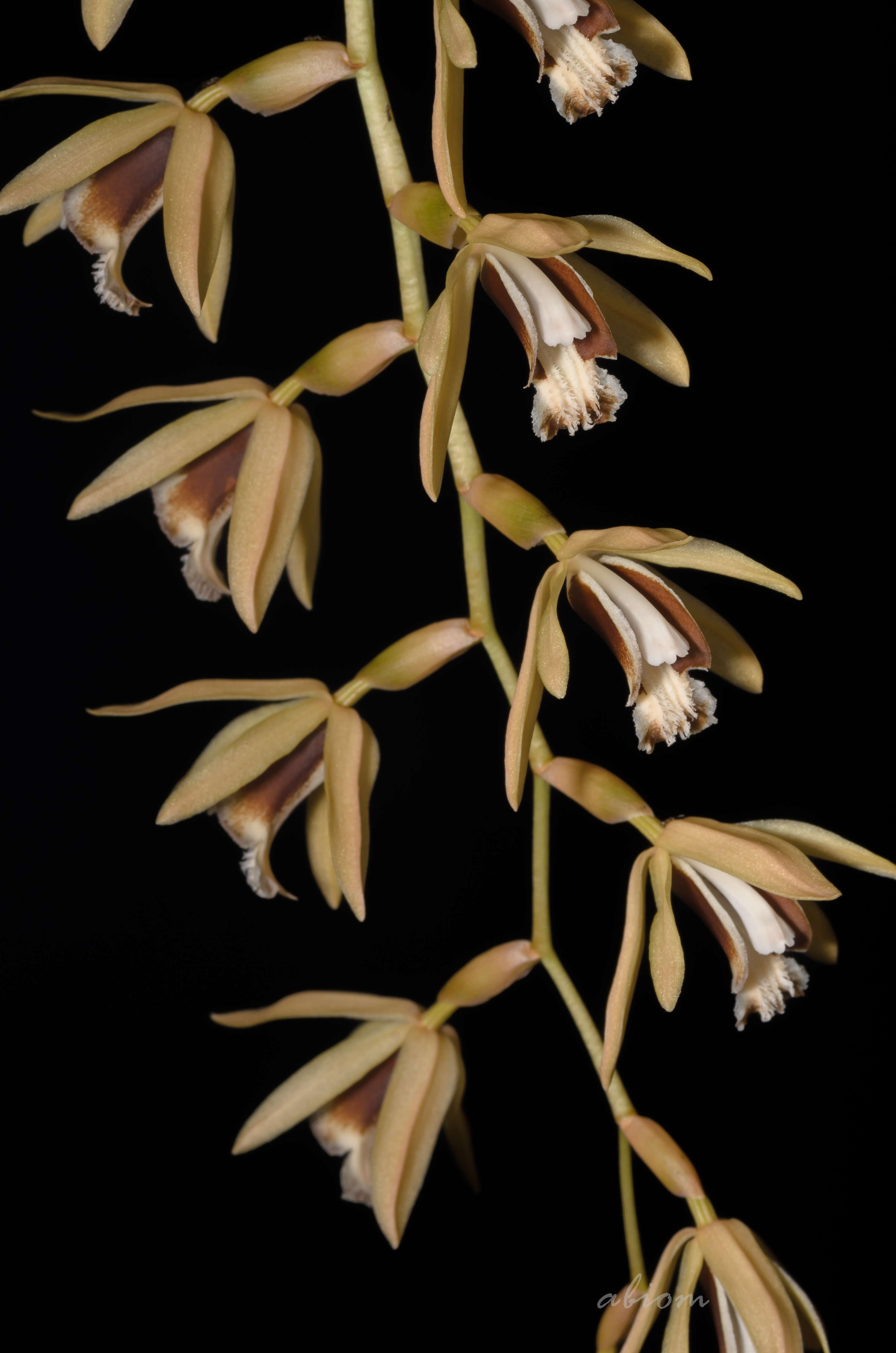 Image of Coelogyne testacea Lindl.