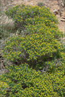 Image of Euphorbia acanthothamnos Heldr. & Sart. ex Boiss.