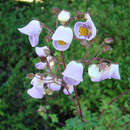 Image of Jovellana violaceae