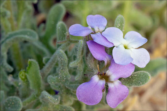 Plancia ëd Matthiola