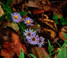 Image of Pacific aster