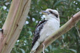 Image of Kookaburra