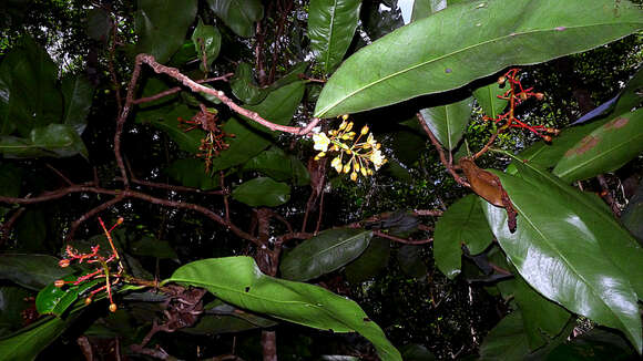 صورة Ouratea gigantophylla (Erhard) Engl.