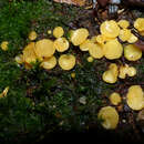 Image of Phaeohelotium baileyanum Baral & R. Galán 2013