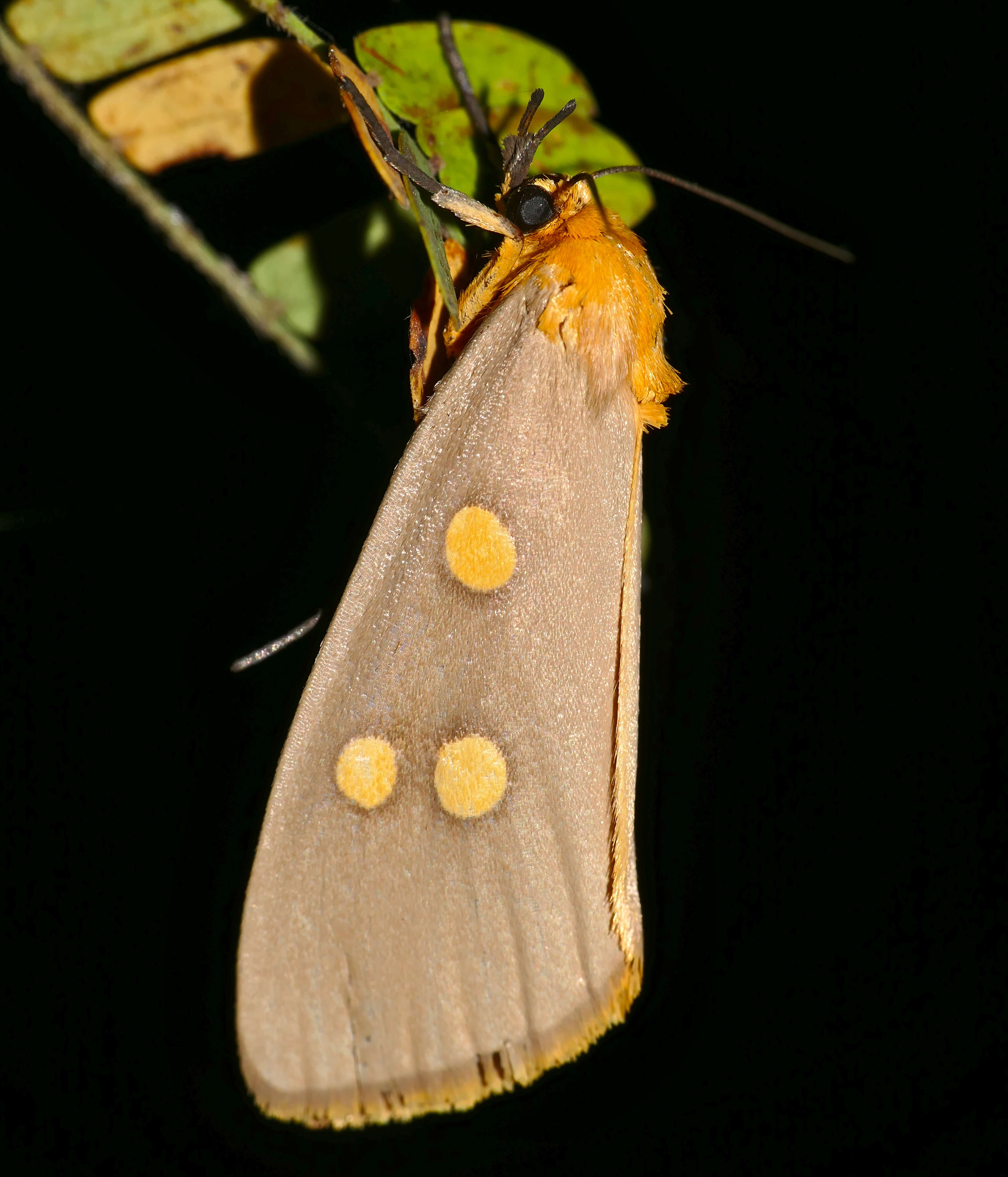 Plancia ëd Rhanidophora ridens Hampson 1902