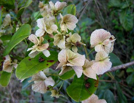 Image of Hiraea bullata W. R. Anderson