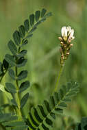 Слика од Oxytropis campestris (L.) DC.