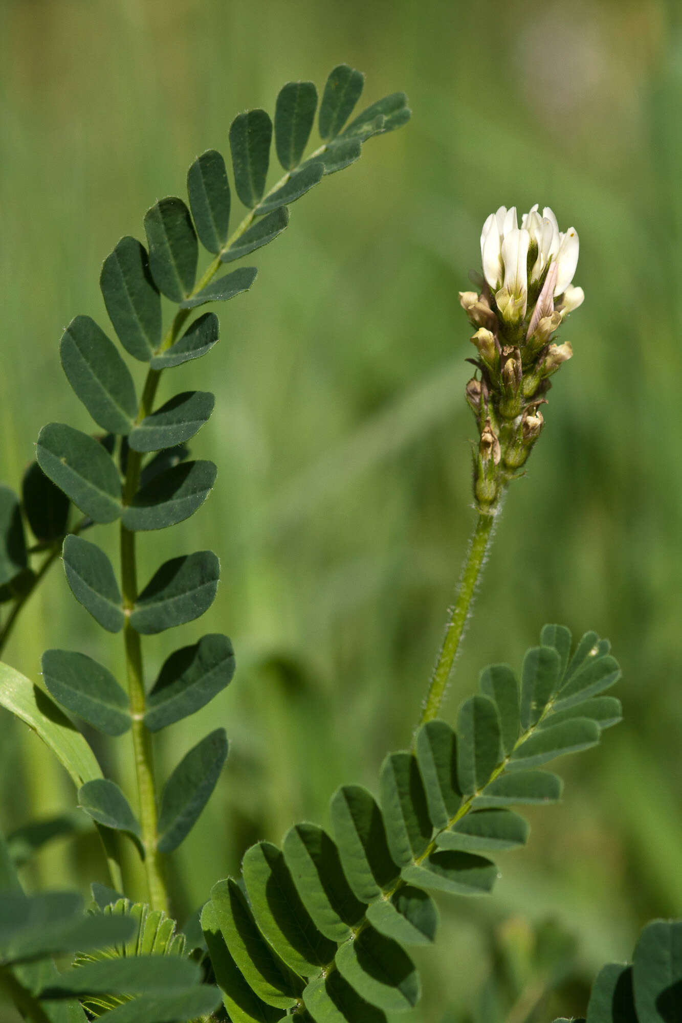 Слика од Oxytropis campestris (L.) DC.