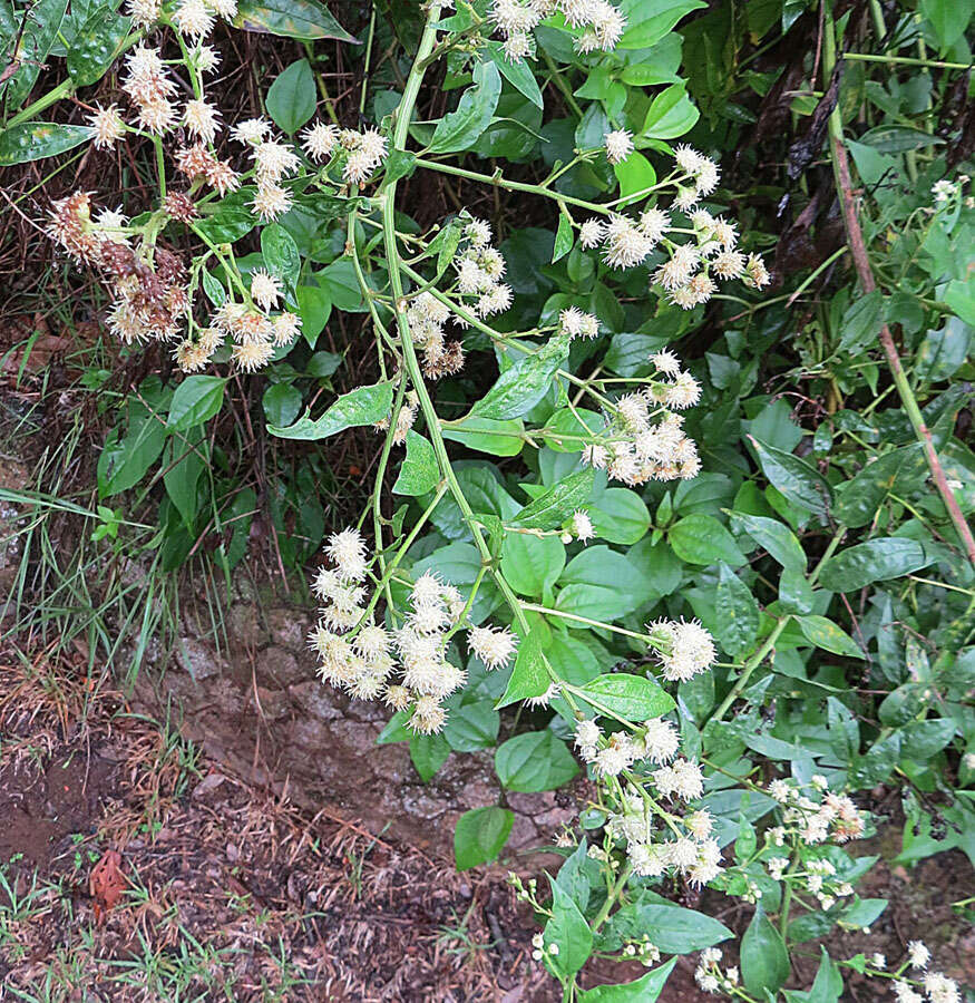 Слика од Baccharis trinervis (Lam.) Pers.