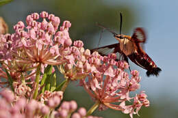 Image of milkweed