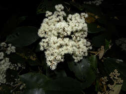 Image of Miconia argentea (Sw.) DC.