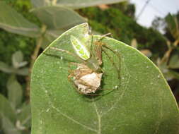 Image of calotropis