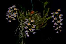 صورة Dendrobium farmeri Paxton