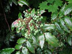 Image of Barberry