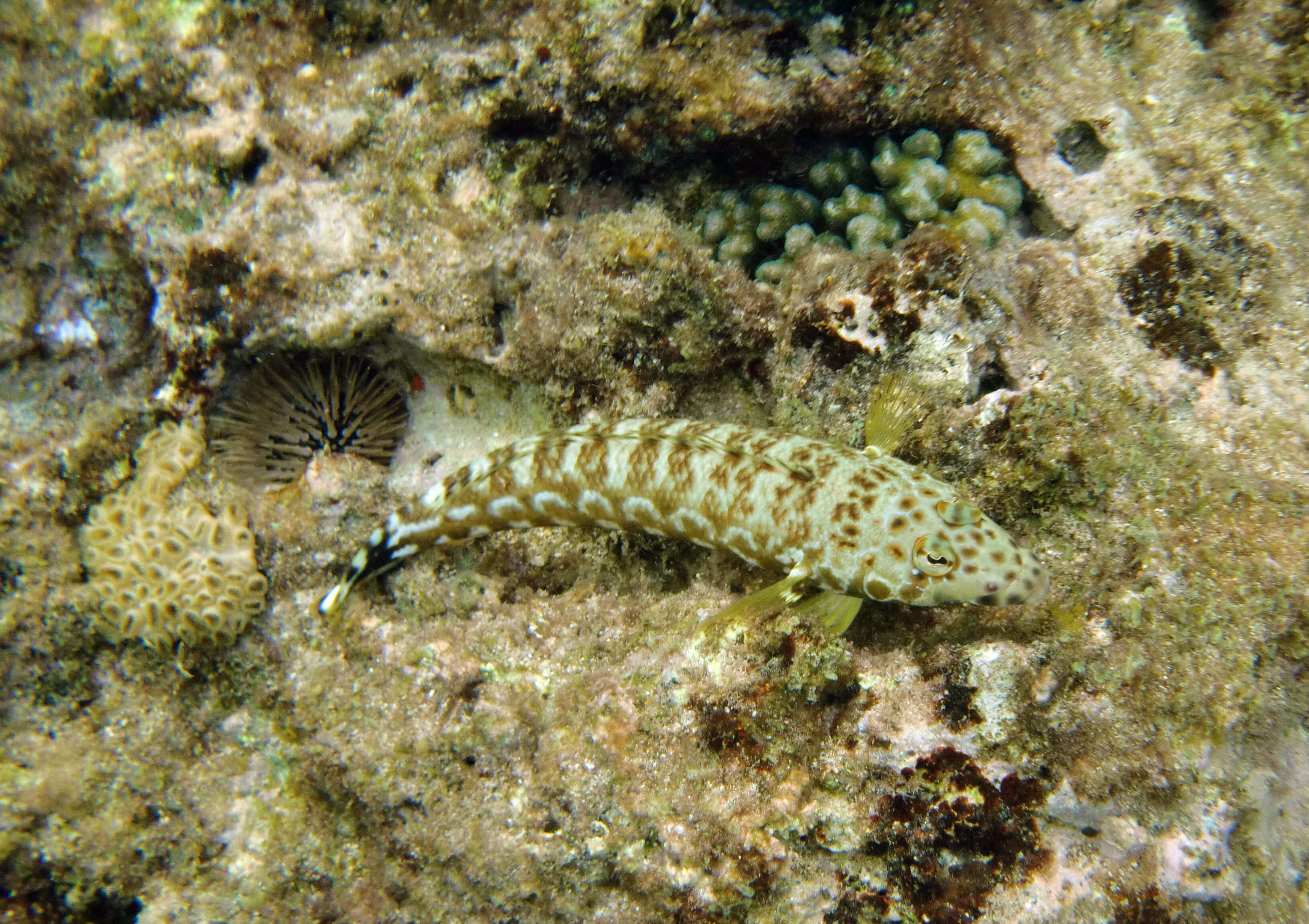 Image of Parapercis millepunctata