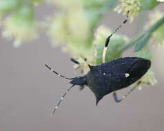 Proxys punctulatus (Palisot 1818) resmi