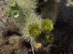 Image de Cylindropuntia bigelovii (Engelm.) F. M. Knuth