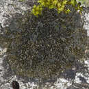 Image of jelly lichen