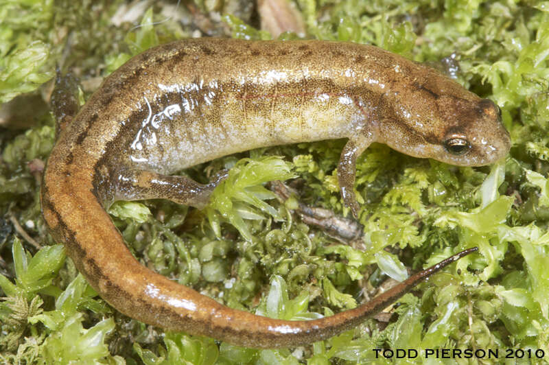 Image of dusky salamanders