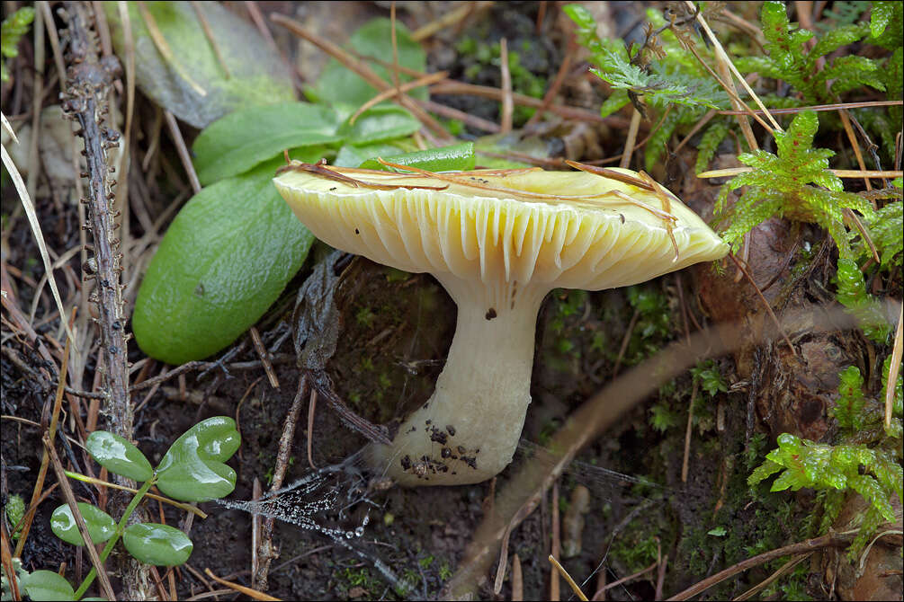 Image of Hygrophorus