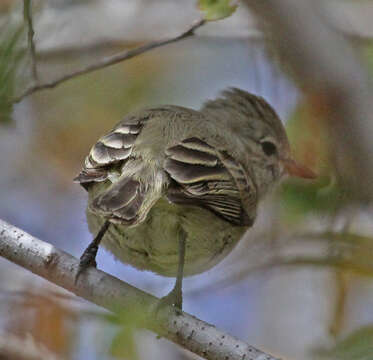 Image of Northern Beardless Tyrannulet