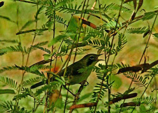 Image of Geothlypis Cabanis 1847