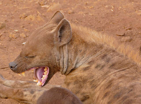 Image of Spotted Hyaenas