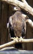 Image of Aquila