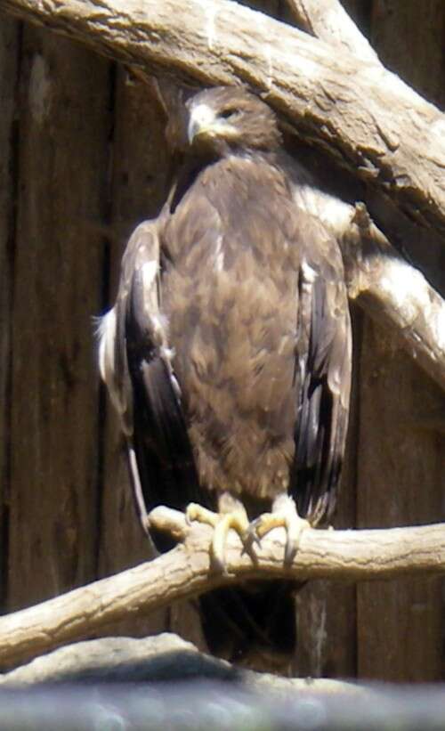 Image of Aquila