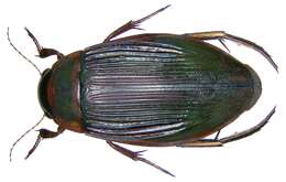 Image of Dytiscus