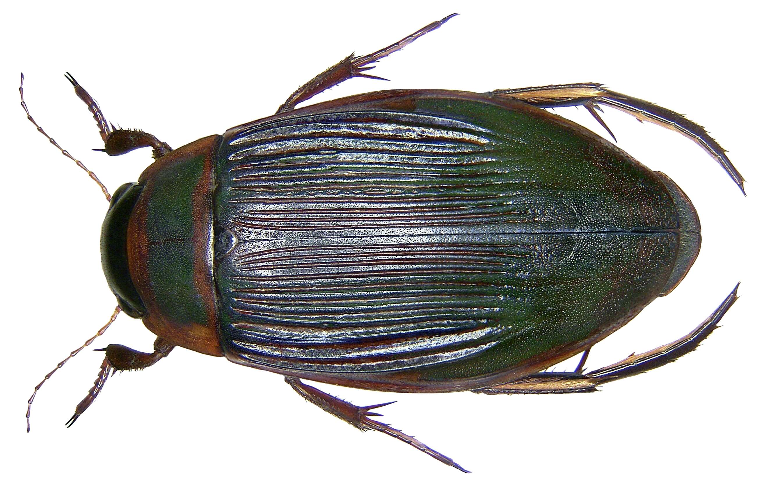 Image of Dytiscus