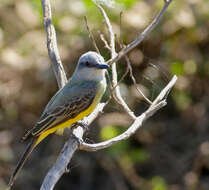 Image of Tropical Kingbird