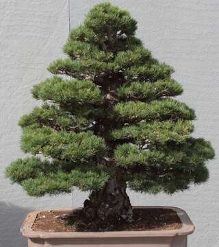 Image of Japanese White Pine